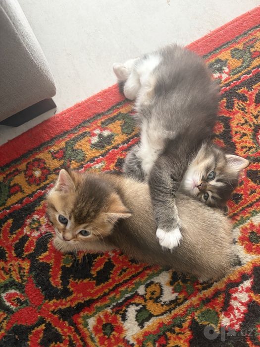 Ласковые котята ищут новый дом