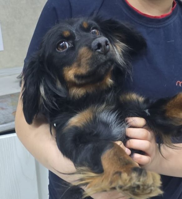 Отдам щенков бесплатно