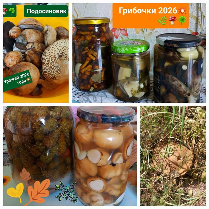 Грибы  сушенные сморчки,ассорти, Маринованные
