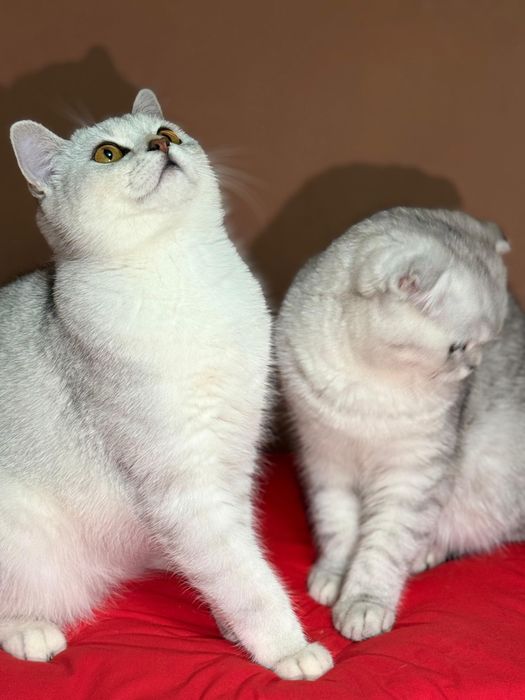 Котенок Шин Шиллы