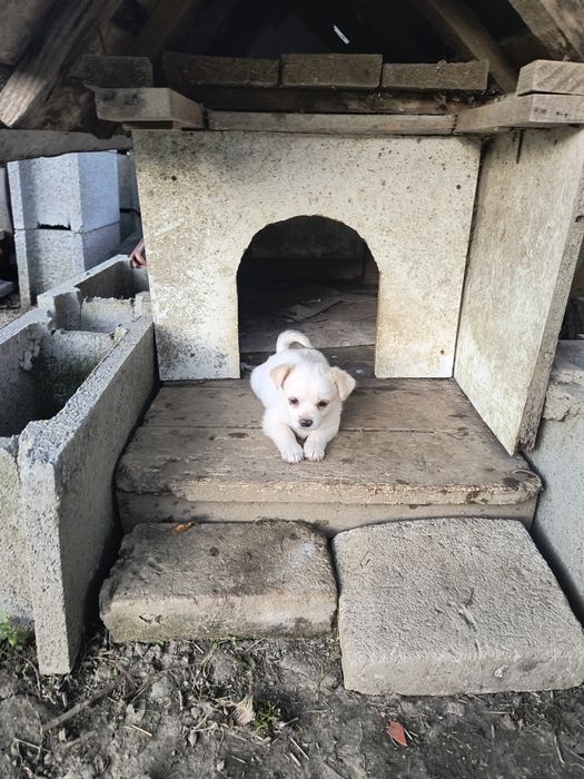 Cățeluși de vânzare
