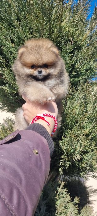 Померан померанче