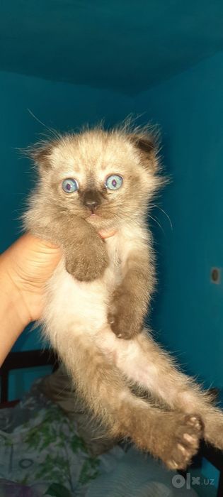 Вислоухие котята