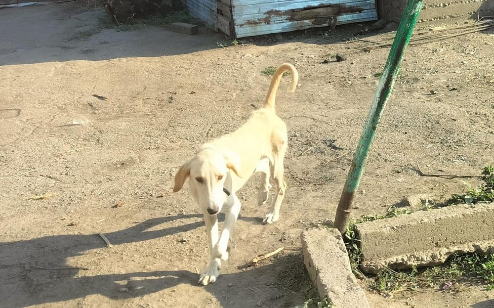 Продаётся Тазы щенки