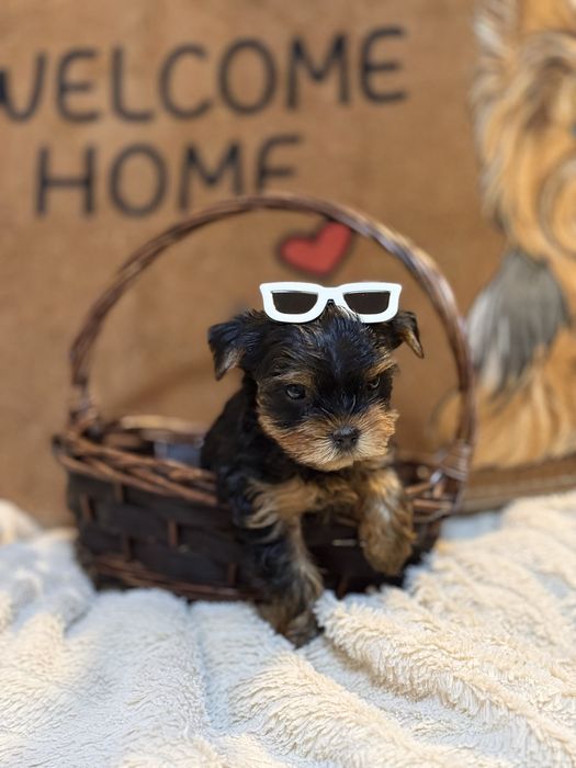 Йорки/Йоркширски териер