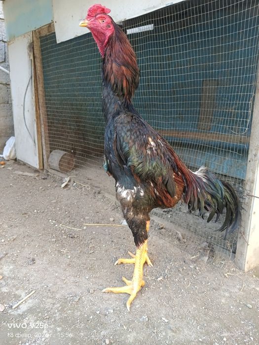 Dakan xuroz sotiladi 5.400kg