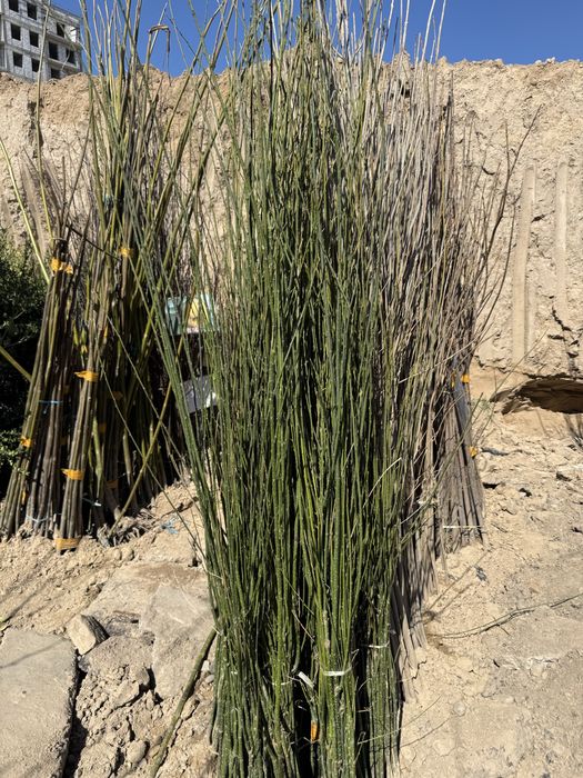 Mevaliy va dekarativniy kochatlar  6 000 so’m  kamida 100 ta olganga