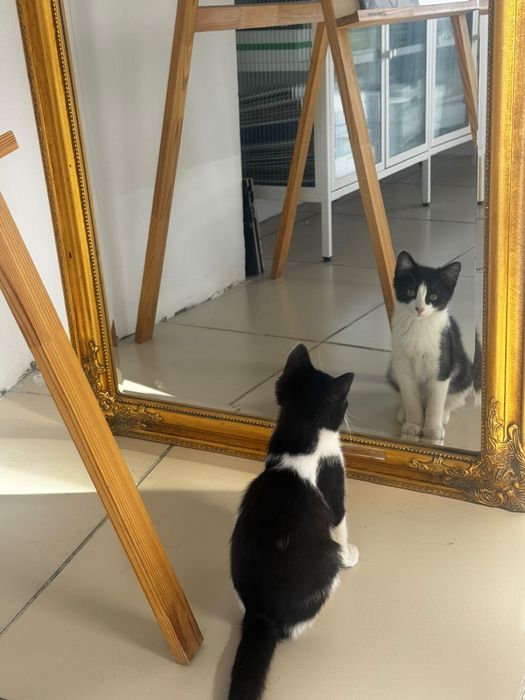 Отдам котят в хорошие руки
