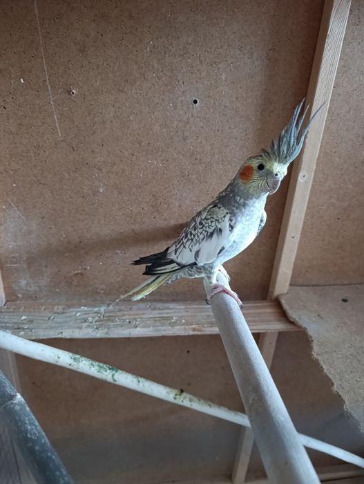 Попугай Корела инеразлучник