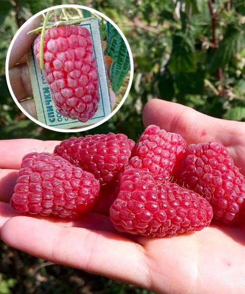 patritsiya kochatlari