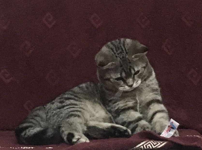 Плюшевый красавчик