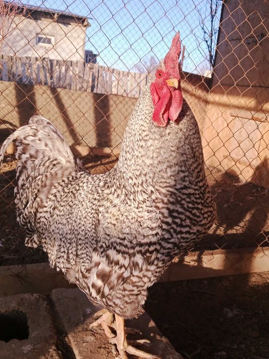 Амроксов семейка 2+1