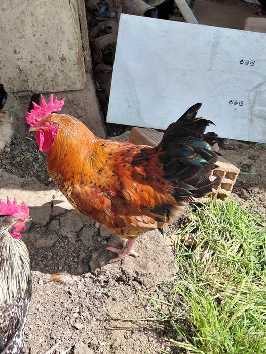 Продавам млади петли