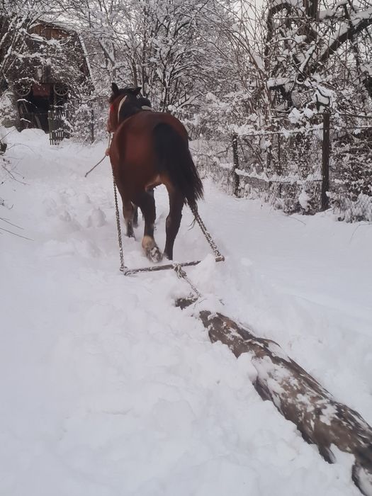 Vând mânza  vârsta 2 ani jumate