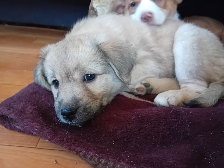 Donez cățeluşă de 2 luni