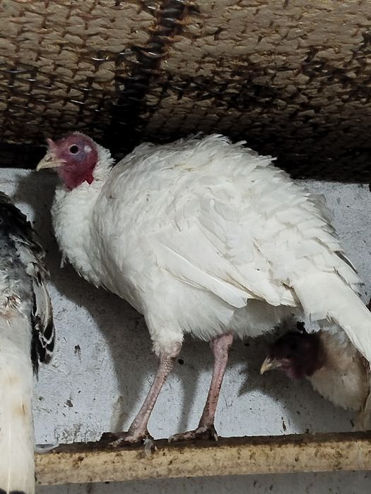 Обмен самца на самца