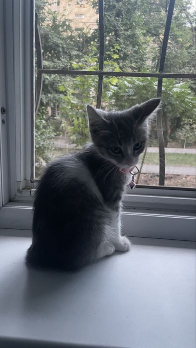Отдам котенка в добрые руки