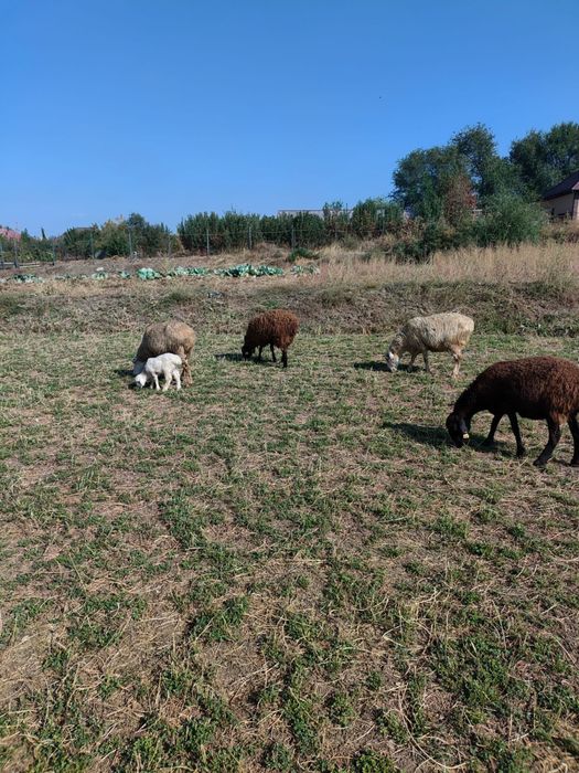 Продам баранооов