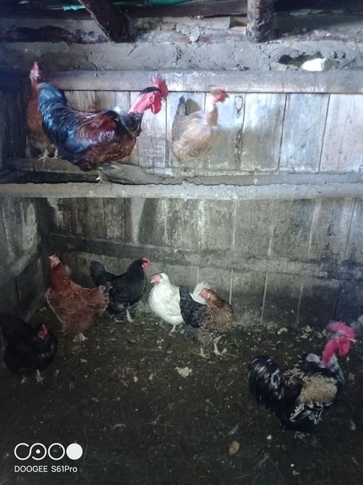 Продам кур домашних