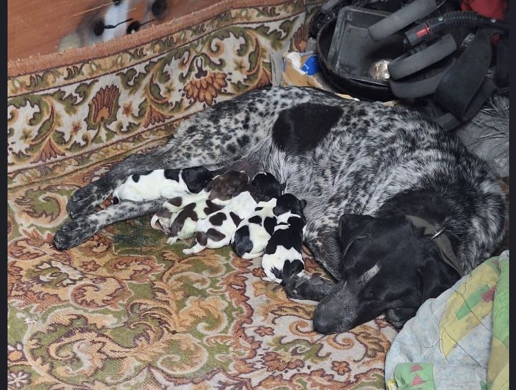 Щенки курцхаар- срочно