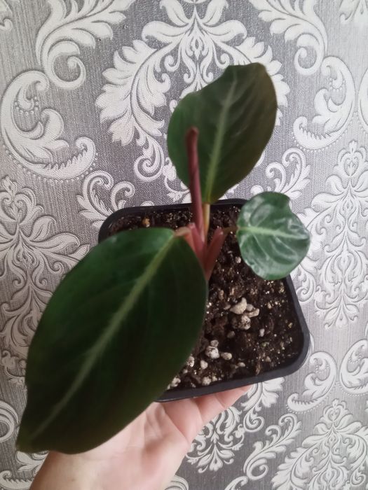 Пеперомия Строманта