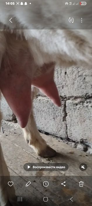 Занен ешкі сатылады