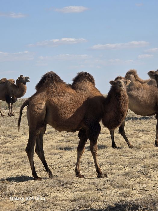 Туйе сатылады семиз