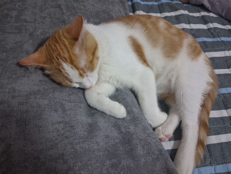 Отдам котёнка 4 месяца