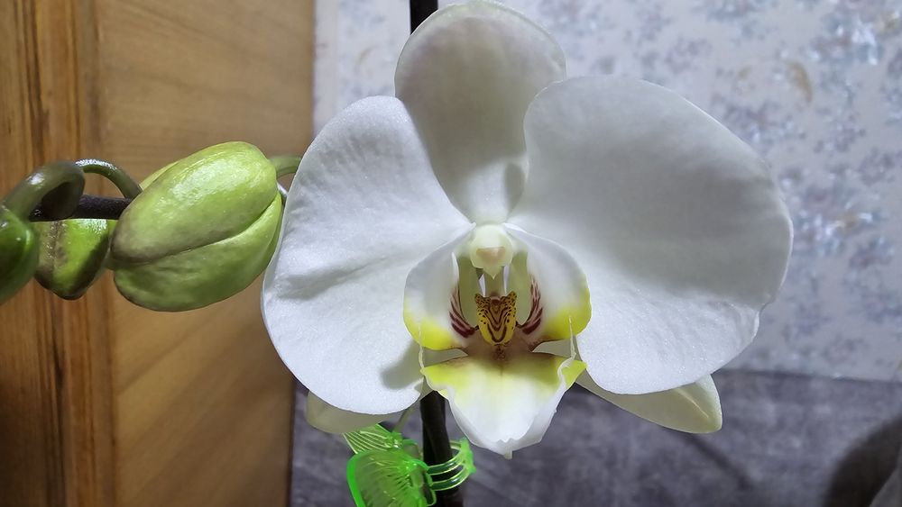 Орхидея Phal. White orchid