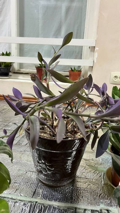 Растения для вашего дома и офиса