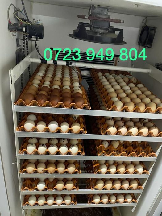 Pui de gaina pui mici Brahma Jersey Giant Australorp Marans La Bresse