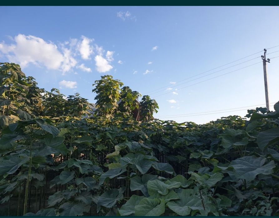 Povloniya koʻchatlari