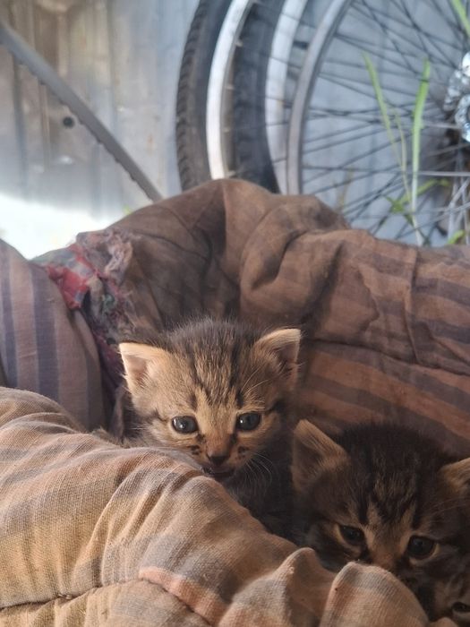 Отдам котёнка бесплатно