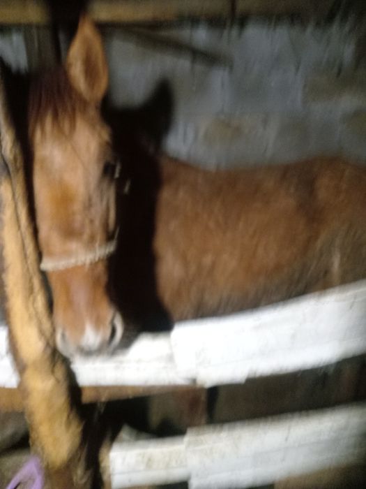 Тай сатам откорымнан