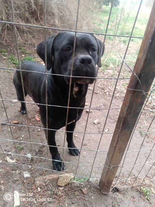 Спешно: Кане корсо търси дом