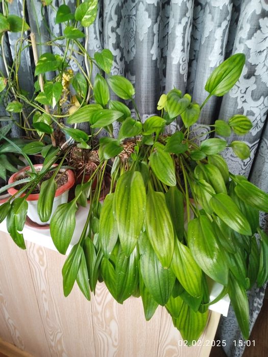 Цветы комнатные разные