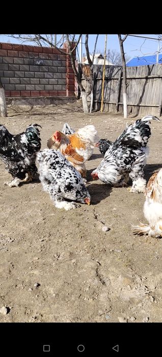 Яйцо Брамы Инкубационные.