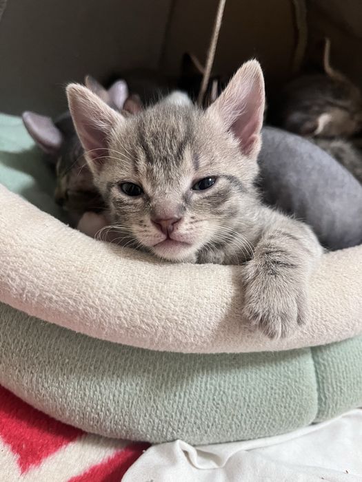 Продаются Браши от 40 000 тыс