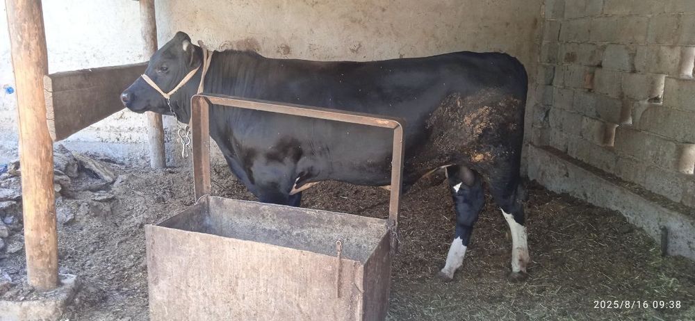 Гибрид ҳўкизча наслликка