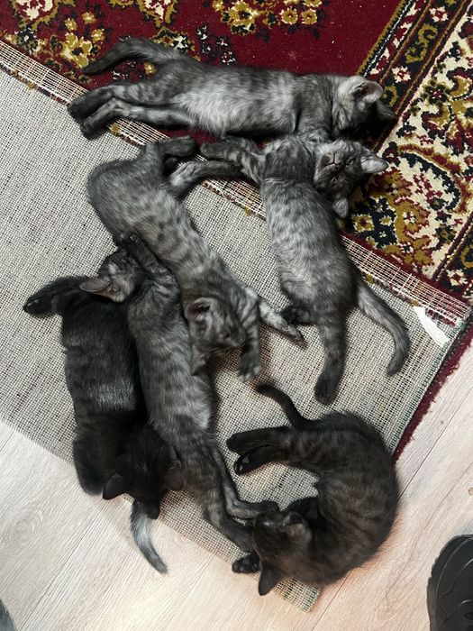 Отдам котят в добрый руки