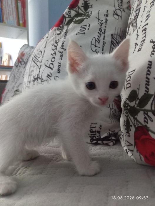 Милые котята ищут семью)
