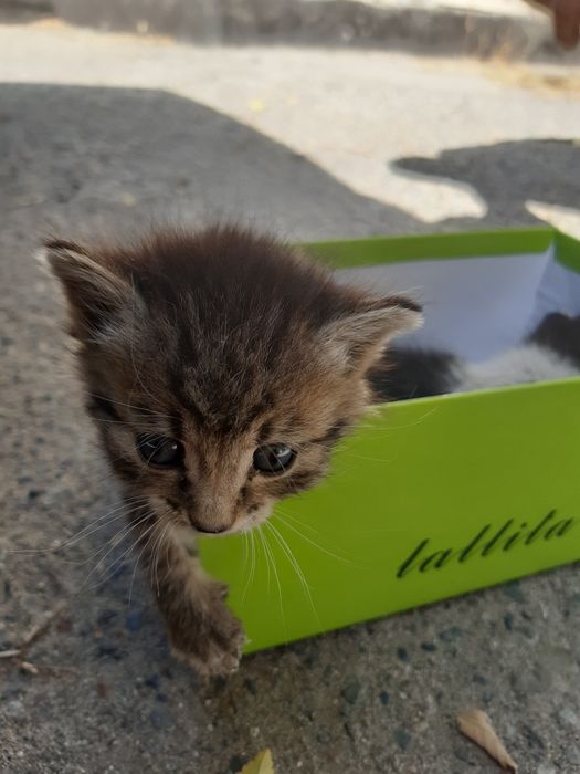 Отдам котят в добрые руки