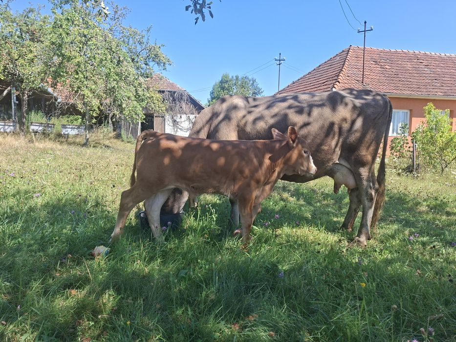 Vând vaca cu vițel mascul