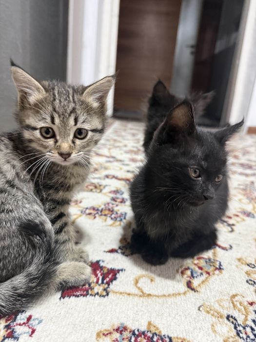 Отдам котят ! В добрые руки ! Домашние