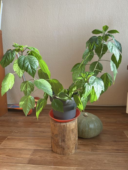 Продам гибискус китайскую розу