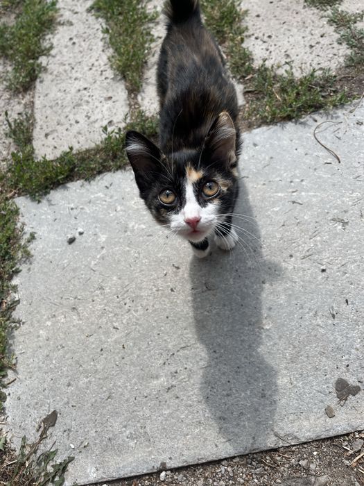 Отдам котенка девочку