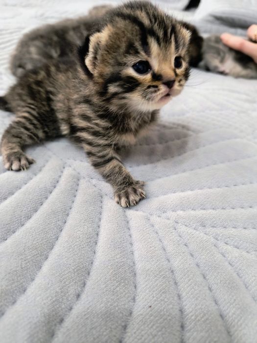 Продются шикарные шотландские котята