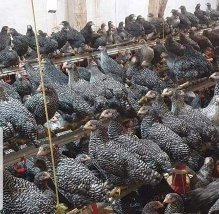 Rasa mixts rosu porumbac