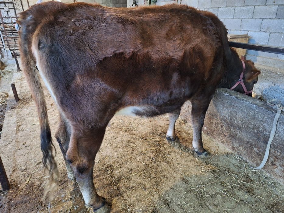 Сиыр сатылады 750000