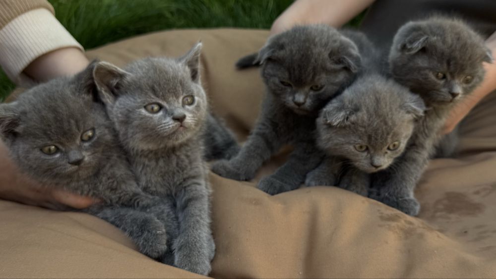 Продаются котята 2мес.